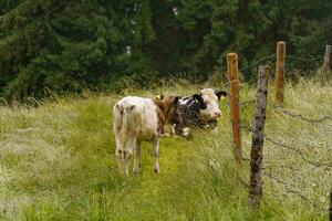 hiking in the austrian alps photo