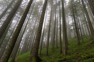 the austrian alps photo