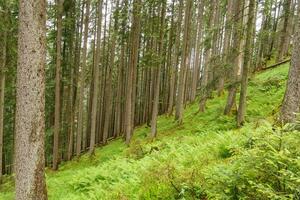 the austrian alps photo