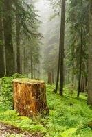 hiking in the austrian alps photo