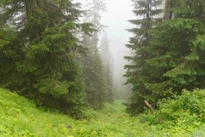 hiking in the austrian alps photo