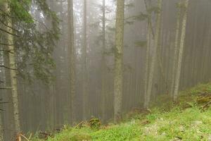 hiking in the austrian alps photo