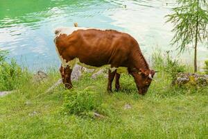 summer time in beautifull austria photo