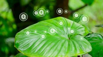 photosynthesis, carbon dioxide and water are transformed into carbohydrates and oxygen with the aid of sunlight and chlorophyll in a series of chemical reactions, Photosynthesis explanation science video