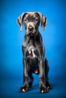 Very cute puppy Great Dane in nature wide life animals. AI Generated. photo