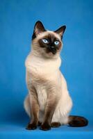 Very cute Siamese in nature wide life animals. AI Generated. photo