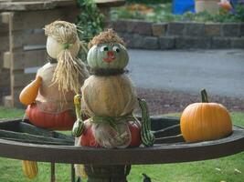 calabazas en el jardín foto