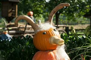 pumpkins in the garden photo