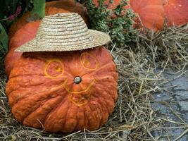 calabazas en el jardín foto