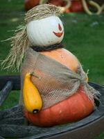 pumpkins in the garden photo