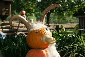 pumpkins in the garden photo