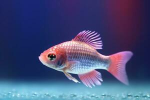 Very cute Molly fish in nature wide life animals. AI Generated. photo