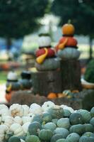 pumpkins in the garden photo