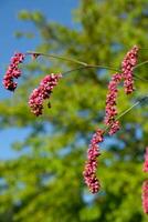 flowers in the garden photo