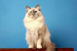 Cute Ragdoll in nature wide life animals. AI Generated. photo