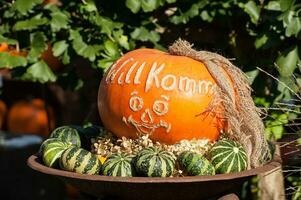 pumpkins in germany photo