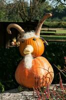 pumpkins in germany photo