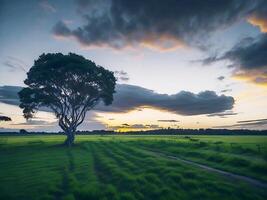Free photo wide angle shot of a single tree growing under a clouded sky during a sunset surrounded by grass