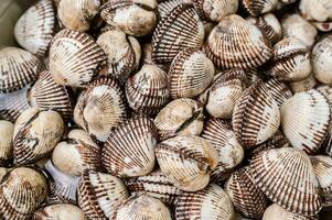 Fresh seafood cockles in a bowl photo