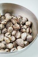 Fresh seafood cockles in a bowl photo