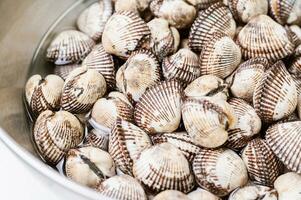 Fresh seafood cockles in a bowl photo