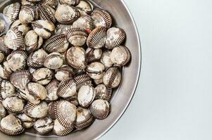 Fresh seafood cockles in a bowl photo