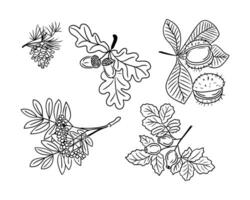 Set of hand drawn outline autumn seeds doodles. Black vector elements on white background. Pine cone, acorn, chestnut, roseship, ashberry. Sketch technique. Ideal for coloring pages, stickers, tatoo.