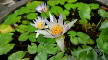 Beautiful pink waterlily or lotus flower in pond. photo