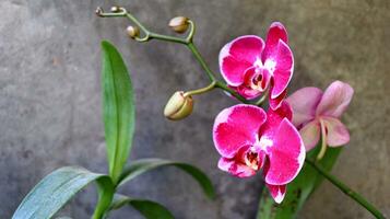 moon orchid or moth orchid and as anggrek bulan photo