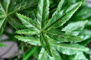 Marijuana leaves cannabis plants photo