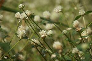 Patch of clover spotted with white flowers photo