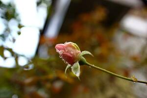 pequeño Rosa brotes después lluvia foto