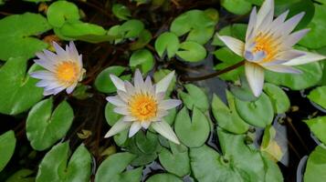 Beautiful pink waterlily or lotus flower in pond. photo