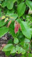 Starfruit or Averrhoa carambola leaf photo