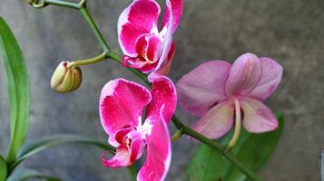 moon orchid or moth orchid and as anggrek bulan photo