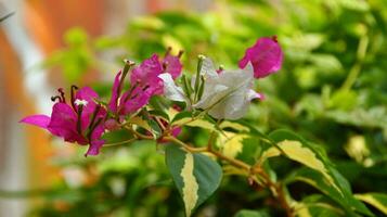 Bougenvile is called a paper flower plant photo