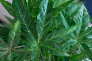 Marijuana leaves cannabis plants photo