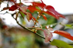 Small rose buds after rain photo