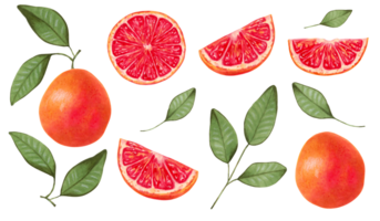 Grapefruit set clipart.Whole with different slices and leaves natural product.Eco friendly fruits.Healthy food for food packaging, juices, menus.Hand drawn isolated art. png