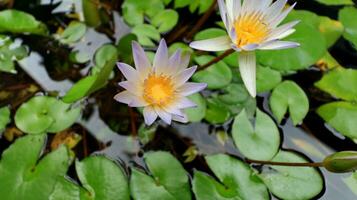 Beautiful pink waterlily or lotus flower in pond. photo