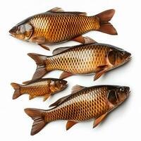 Carp full fish isolated on white background top view photo