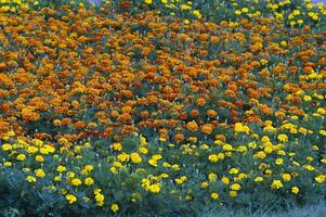 colorful background with flowers growing on a summer day in the garden photo