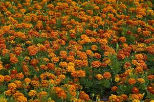 colorful background with flowers growing on a summer day in the garden photo