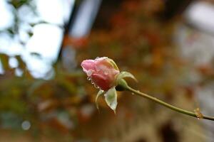 pequeño Rosa brotes después lluvia foto