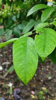 Starfruit or Averrhoa carambola leaf photo