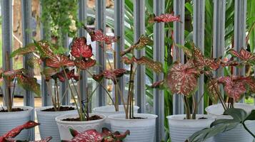 Taro is a group of plants from the genus Caladium photo