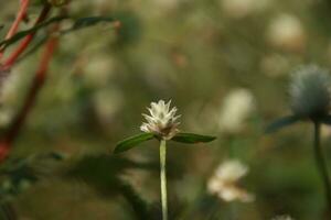 Patch of clover spotted with white flowers photo