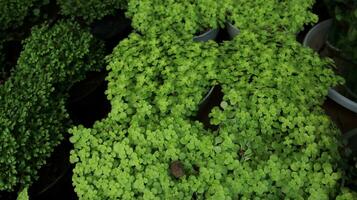 Lucky Irish Four Leaf Clover in the Field photo