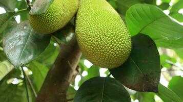 Jackfruit hanging on jackfruit tree. photo