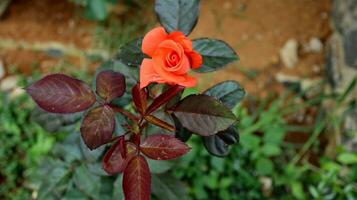 Orange Flower of Rose in Full Bloom photo